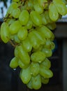 Plenty of Green Grapes Looking Fresh & Attractive. Image 2.