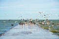 Plenty gull birds near sea