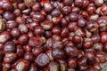 Plenty of horse chestnuts as winter food for horses and wild animals with burgundy brown fruits are a decorative horse chestnut Royalty Free Stock Photo