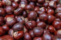 Plenty of horse chestnuts as winter food for horses and wild animals with burgundy brown fruits are a decorative horse chestnut Royalty Free Stock Photo