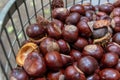 Plenty of horse chestnuts as winter food for horses and wild animals with burgundy brown fruits are a decorative horse chestnut Royalty Free Stock Photo