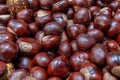 Plenty of horse chestnuts as winter food for horses and wild animals with burgundy brown fruits are a decorative horse chestnut Royalty Free Stock Photo