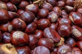 Plenty of horse chestnuts as winter food for horses and wild animals with burgundy brown fruits are a decorative horse chestnut Royalty Free Stock Photo