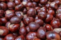 Plenty of horse chestnuts as winter food for horses and wild animals with burgundy brown fruits are a decorative horse chestnut Royalty Free Stock Photo