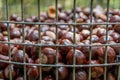 Plenty of horse chestnuts as winter food for horses and wild animals in a metal bucket are a decorative horse chestnut background Royalty Free Stock Photo