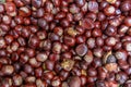 Plenty of horse chestnuts as winter food for horses and wild animals in a metal bucket are a decorative horse chestnut background Royalty Free Stock Photo