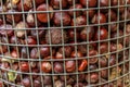Plenty of horse chestnuts as winter food for horses and wild animals in a metal bucket are a decorative horse chestnut background Royalty Free Stock Photo