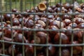 Plenty of horse chestnuts as winter food for horses and wild animals in a metal bucket are a decorative horse chestnut background Royalty Free Stock Photo