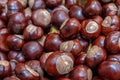 Plenty of horse chestnuts as winter food for horses and wild animals in a metal bucket are a decorative horse chestnut background Royalty Free Stock Photo