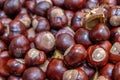 Plenty of horse chestnuts as winter food for horses and wild animals in a metal bucket are a decorative horse chestnut background Royalty Free Stock Photo