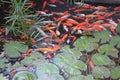 Plenty Koi Pet Fishes in the pond Royalty Free Stock Photo