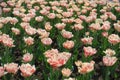 Plenty of light pink double-flowered tulips in April Royalty Free Stock Photo