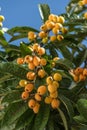 Plenty of loquats fruits between green foliage on tree and blue clear sky at the background