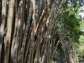 Plenty old bamboos plant can also be embellish situation of park