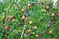 Plenty of pears growing on a tree Royalty Free Stock Photo