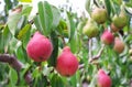 Plenty of pears growing on a tree Royalty Free Stock Photo