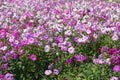 Plenty of petunias in various shades of pink