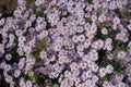 Plenty of pink flowers of Michaelmas daisies with bees