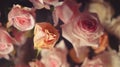 Plenty pink natural roses ,Template for fabrics, textiles, paper and floral botanical wallpaper