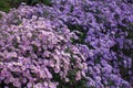 Plenty of pink and violet flowers of Michaelmas daisies in October