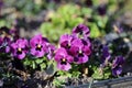 Small Purple Pansy Flowers Blooming Royalty Free Stock Photo