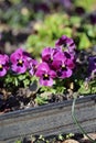 Small Purple Pansy Flowers Blooming Royalty Free Stock Photo