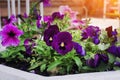 Plenty of Purple Petunia flowers blooming in the garden. Closeup Petunia flowers Royalty Free Stock Photo