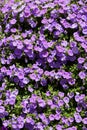 Plenty of Purple Petunia flowers blooming in the garden. Royalty Free Stock Photo