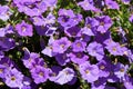 Plenty of Purple Petunia flowers blooming in the garden. Royalty Free Stock Photo