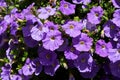 Plenty of Purple Petunia flowers blooming in the garden. Royalty Free Stock Photo