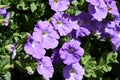 Plenty of Purple Petunia flowers blooming in the garden. Royalty Free Stock Photo