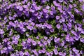 Plenty of Purple Petunia flowers blooming in the garden. Royalty Free Stock Photo
