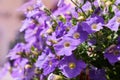 Plenty of Purple Petunia flowers blooming in the garden. Royalty Free Stock Photo