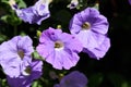 Plenty of Purple Petunia flowers blooming in the garden. Royalty Free Stock Photo