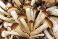 Plenty of raw mushrooms Agrocybe aegerita Royalty Free Stock Photo