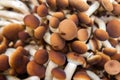 Plenty of raw mushrooms Agrocybe aegerita Royalty Free Stock Photo