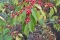 Plenty of red berries on branches of Lonicera maackii