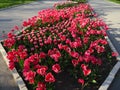 Plenty of Red Tulips in a City Park shaped in a Rhomb