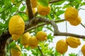 Plenty of ripe lemon fruits on the tree. View at the fruits below Royalty Free Stock Photo