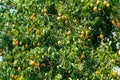 Plenty ripe marian plum fruits with green leaves hanging in the tree