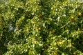 Plenty of ripe and ripening pears on a pear tree Royalty Free Stock Photo