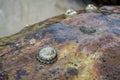 Plenty of shellfishes sticked on the rock at the beach