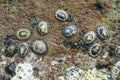 Plenty of shellfishes sticked on the stones at the beach