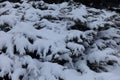 Plenty of snow on shrubs of savin juniper