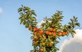 Plenty ripe apples on the apple tree