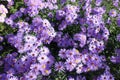 Plenty of violet flowers of Michaelmas daisies