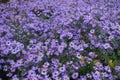 Plenty of violet flowers of Michaelmas daisies