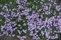 Plenty of violet flowers of Phlox subulata