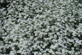 Plenty of white flowers of Cerastium tomentosum Royalty Free Stock Photo