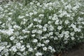 Plenty of white flowers of Cerastium tomentosum in May Royalty Free Stock Photo